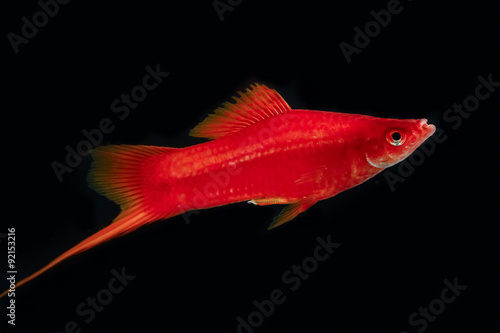 Swordtail red color males in the dark