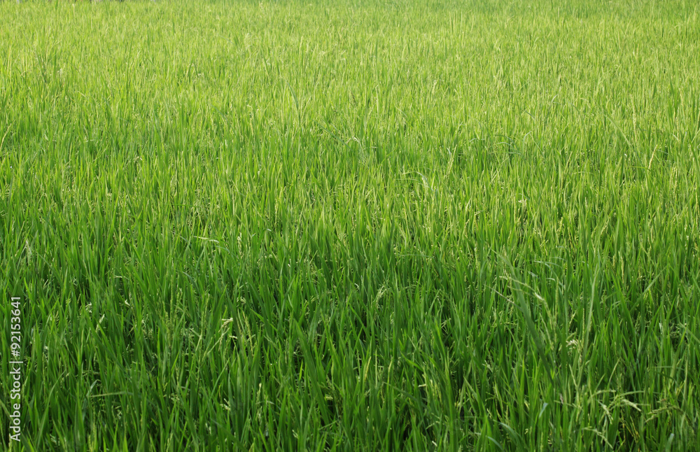 Rice plant in the field Rice plant in the field