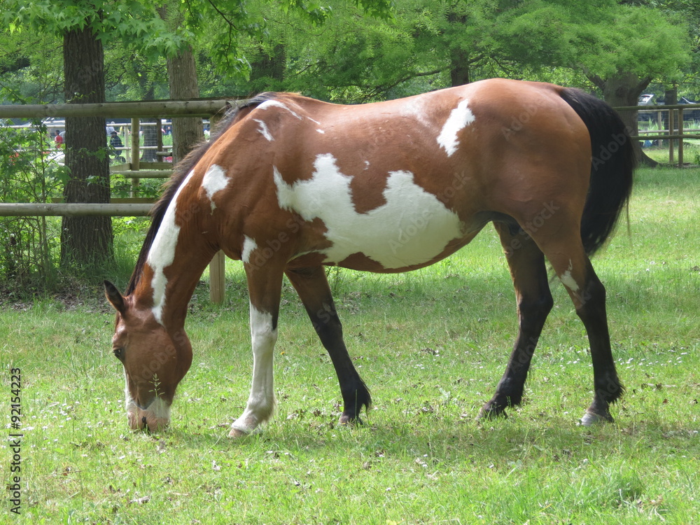 Fototapeta premium Cheval marron avec tâches blanches