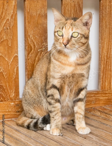 Portrait of Domestic Cat Standing on Wooden Chair