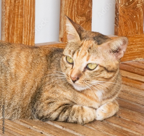 Brown Domestic Cat Resting on Wooden Chair