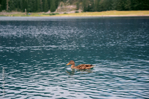 Beautiful mystical lake. Black Lake, Durmitor National Park. Montenegro. Duck on the black lake