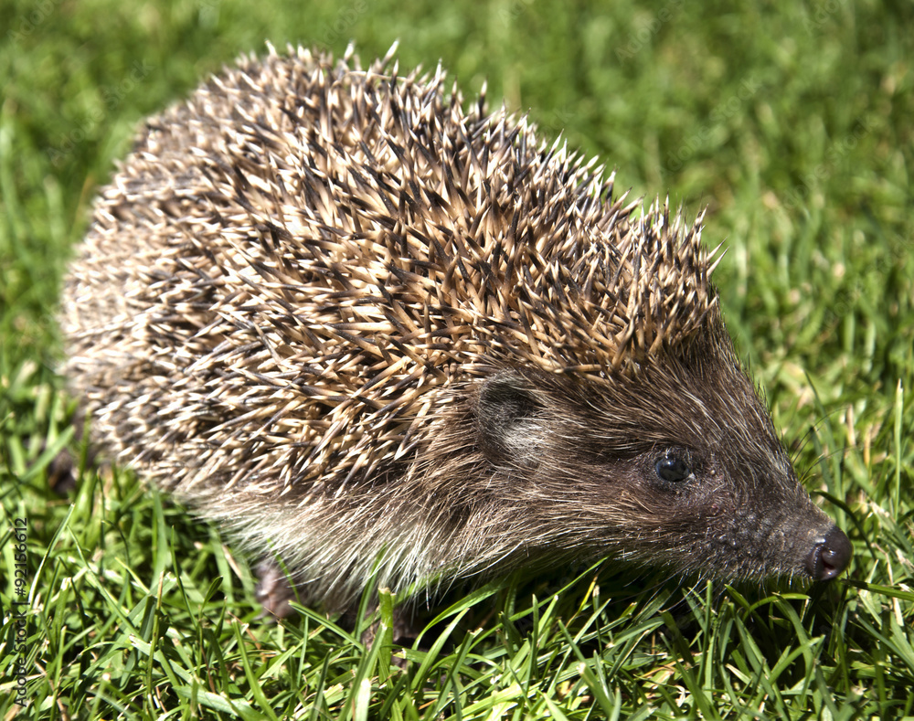Fototapeta premium hedgehog in the grass