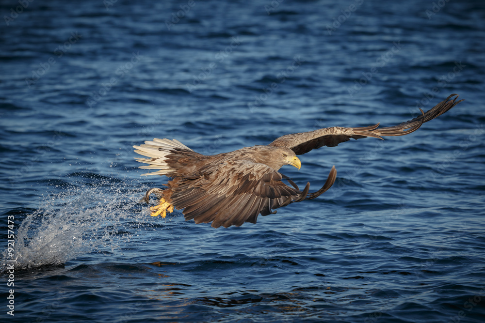 Obraz premium White tailed eagle snatching a fish