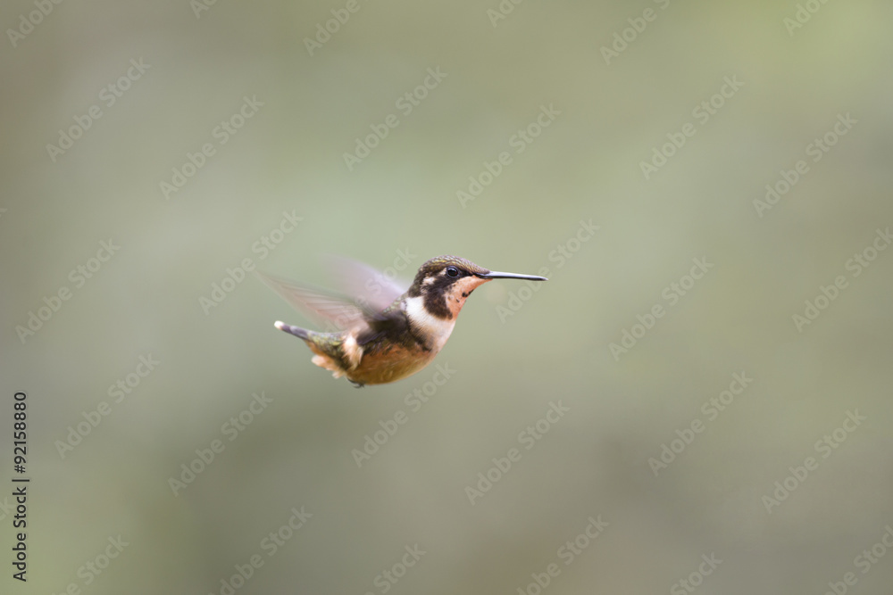 Fototapeta premium Small hummingbird in flight