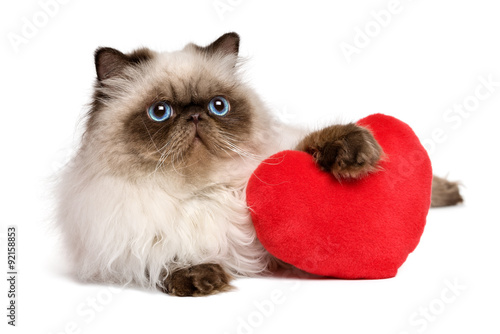 Fototapeta Naklejka Na Ścianę i Meble -  Lover Valentine persian colourpoint cat with a red heart