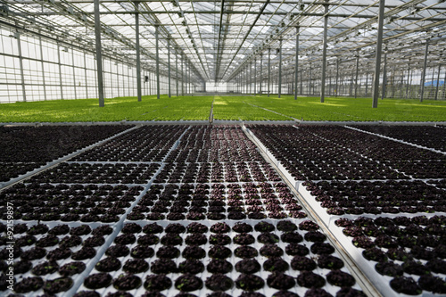 Fotografija Young plants growing in a very large plant commercial greenhouse