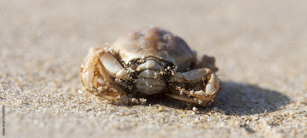 Crab