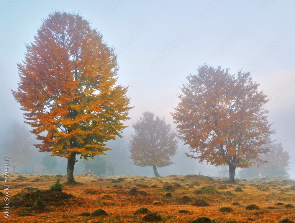 Fototapeta premium yellow trees