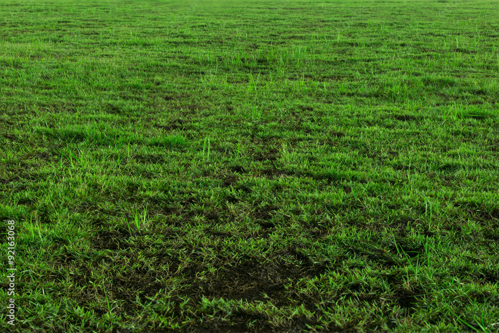 Green grass surface Green grass surface