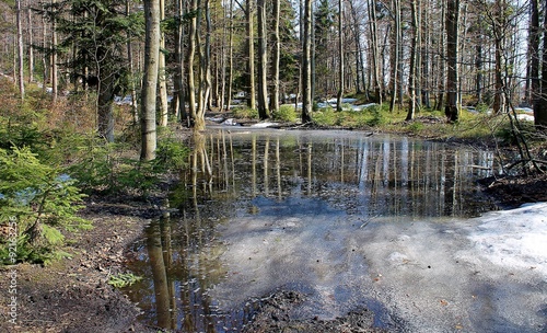 rozlewisko leśne photo