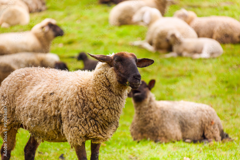 Close-up of sheep who pasture in the green field