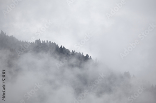 Tannenwald im Nebel