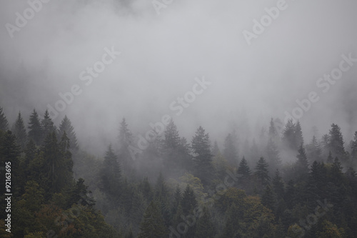 Tannenwald im Nebel