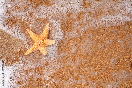 Seastar on the shore of a beach at sunset from above view
