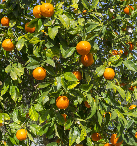  tangerine trees