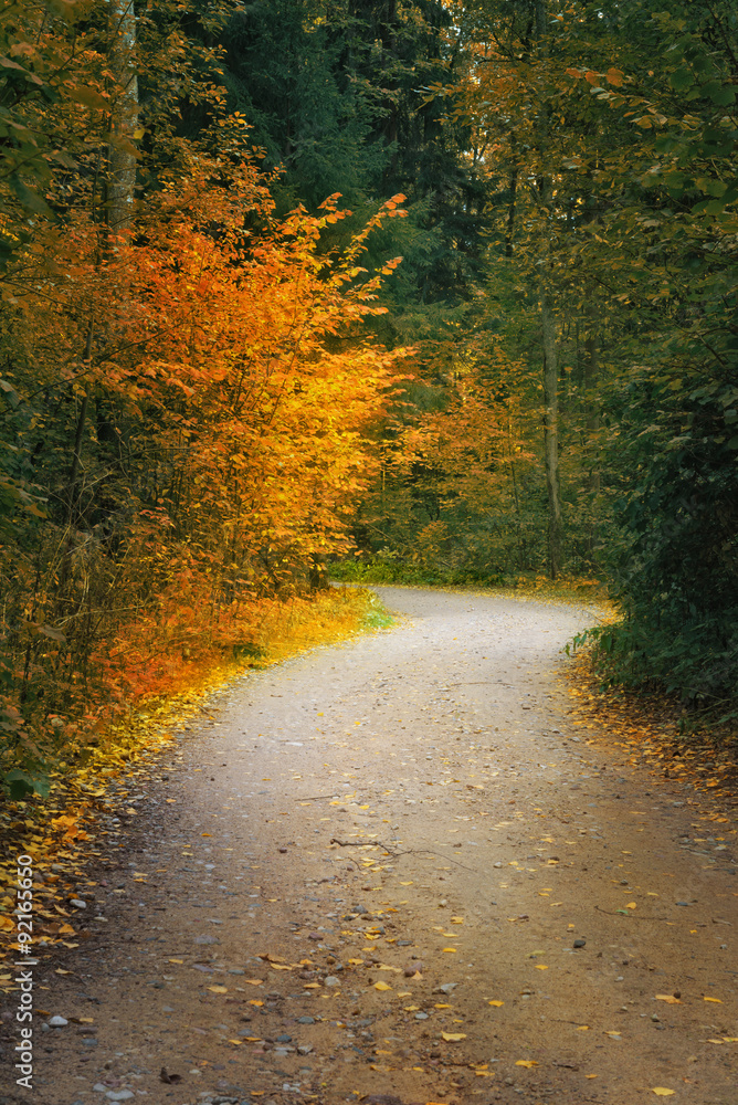 Country road in autumn forest