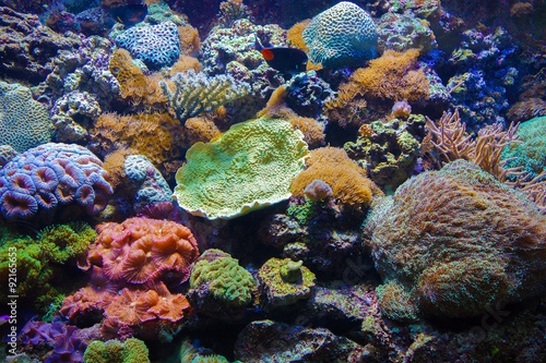 Colorful underwater flora