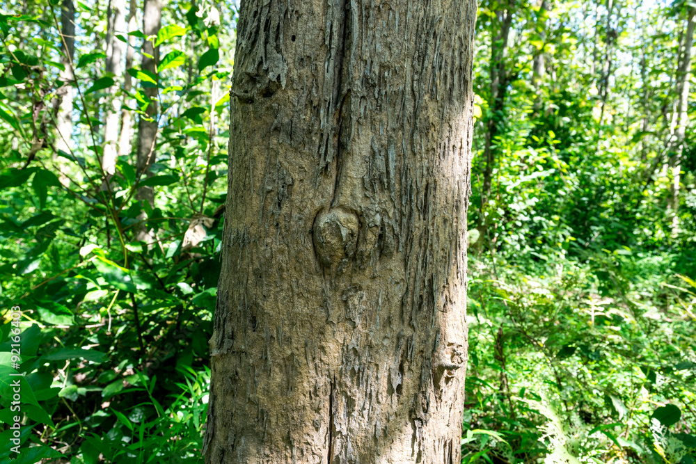 Fototapeta premium wooden texture