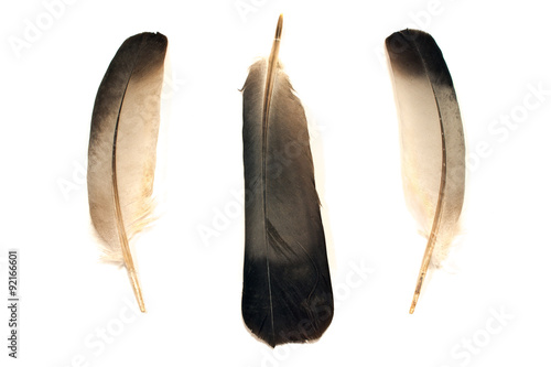 Three feathers isolated on white