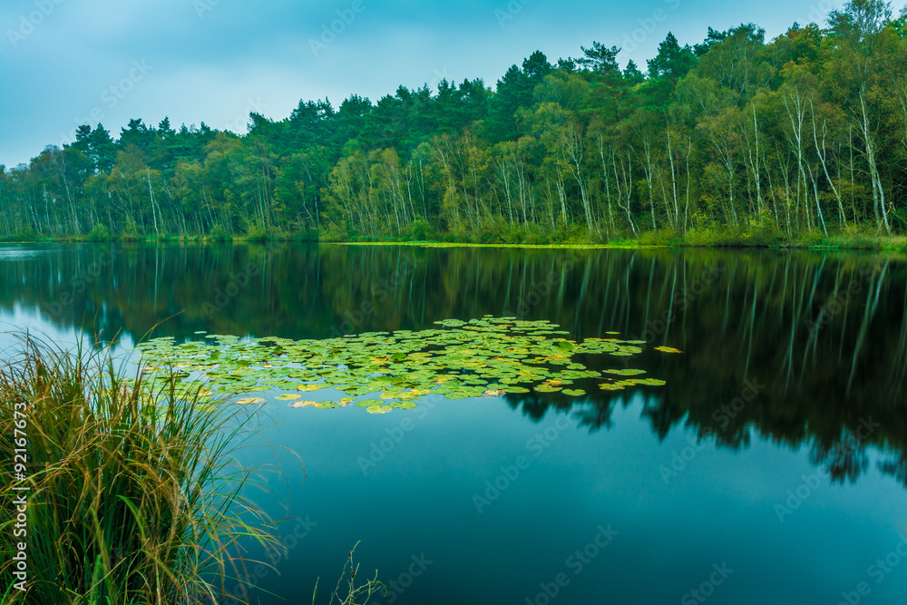 Obraz premium Regentag im Herbst, Müritz Nationalpark