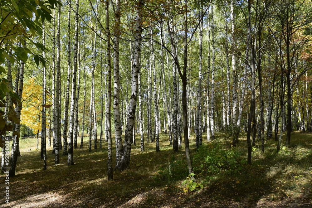 Obraz premium золотая осень