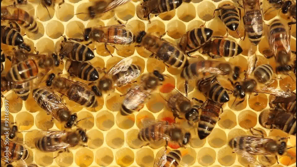 Work bees in hive
Bees convert nectar into honey and protected them from attacking other colonies of bees.
