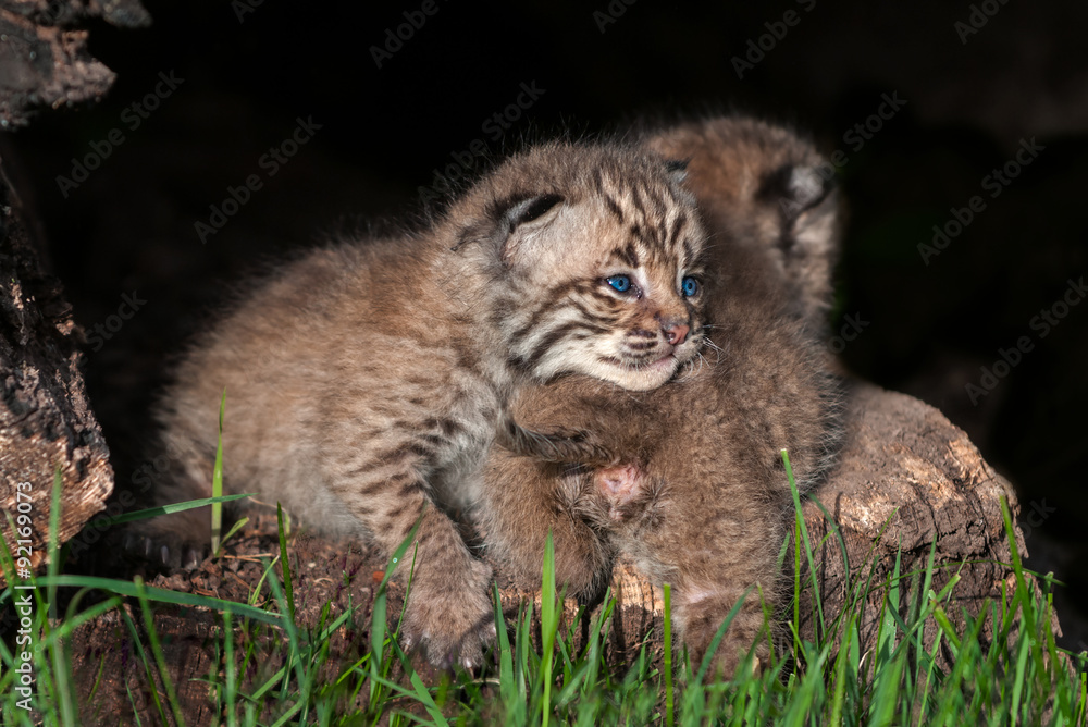 Baby Bobcat Kit (Lynx rufus) Lies on Sibling Baby Bobcat Kit (Lynx rufus) Lies on Sibling