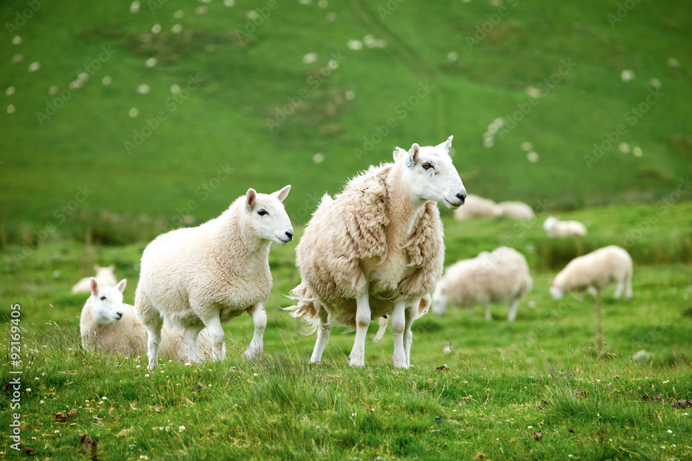 Fototapeta premium Sheep farming in the Northumberland countryside. 