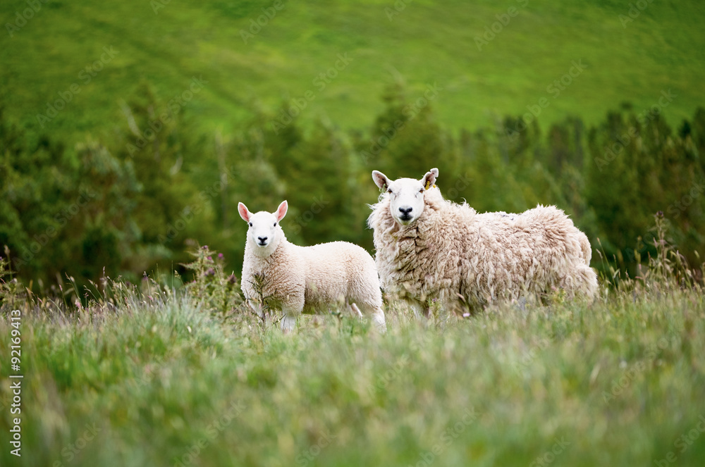 Naklejka premium Sheep farming in the Northumberland countryside. 