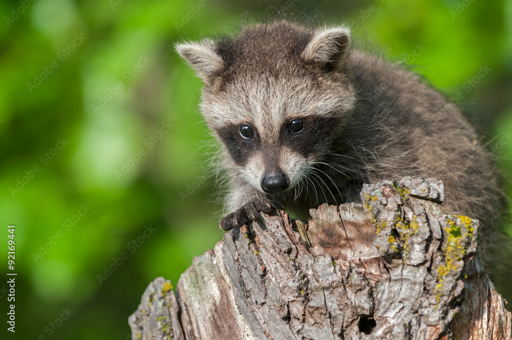 Fototapeta premium Young Raccoon (Procyon lotor) Crouches on Stump