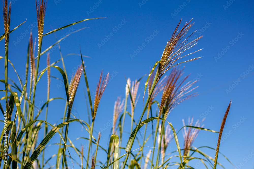 grass with blue sky grass with blue sky