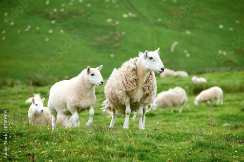 Sheep farming in the Northumberland countryside. 
