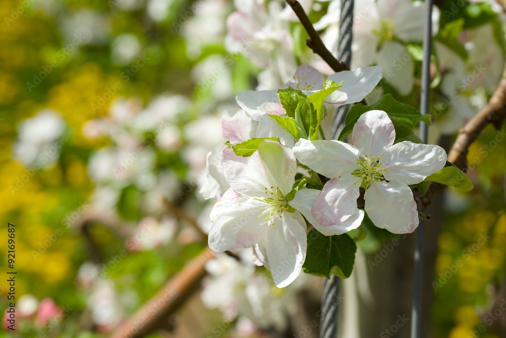 Obraz premium Apple tree blossoms