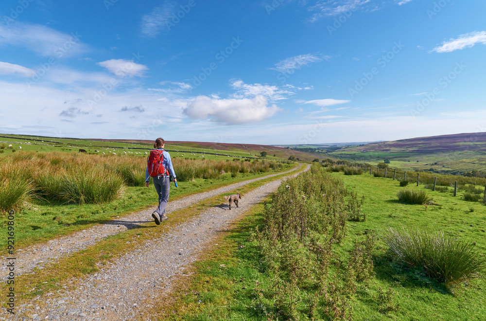 Obraz premium A hiker walking their dog in the English Countryside