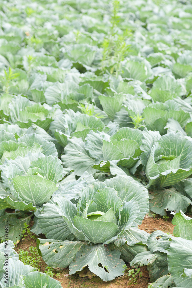 Agriculture cabbage Agriculture cabbage