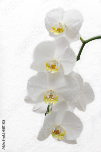 Fototapeta Naklejka Na Ścianę i Meble -  white orchid flower blossom on white background
