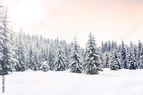 Winter landscape near Vogel ski center