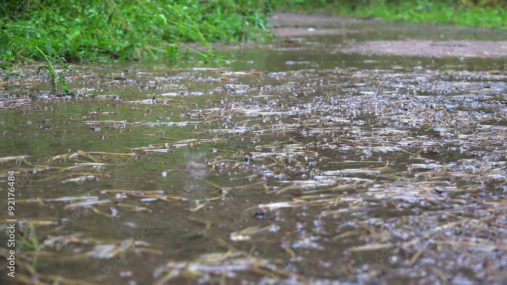 Heavy rain on a forest path. Heavy rain on a forest path.