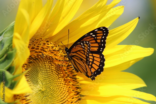 Monarch on Sunflower #92180015