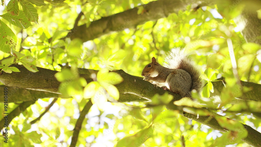4K Slow camera movement watching a squirrel nibble a nut, shot on Red Epic Dragon 4K Slow camera movement watching a squirrel nibble a nut, shot on Red Epic Dragon