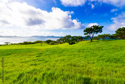 Grassland, green, landscape. Okinawa, Japan, Asia.