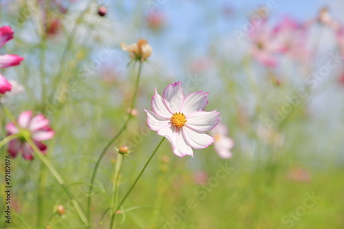 コスモスの花