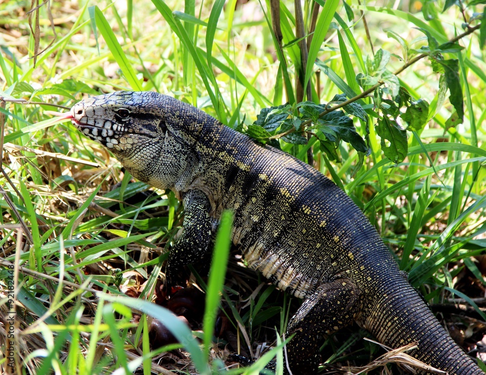 Obraz premium Teiú açu na grama verde em seu habitat natural
