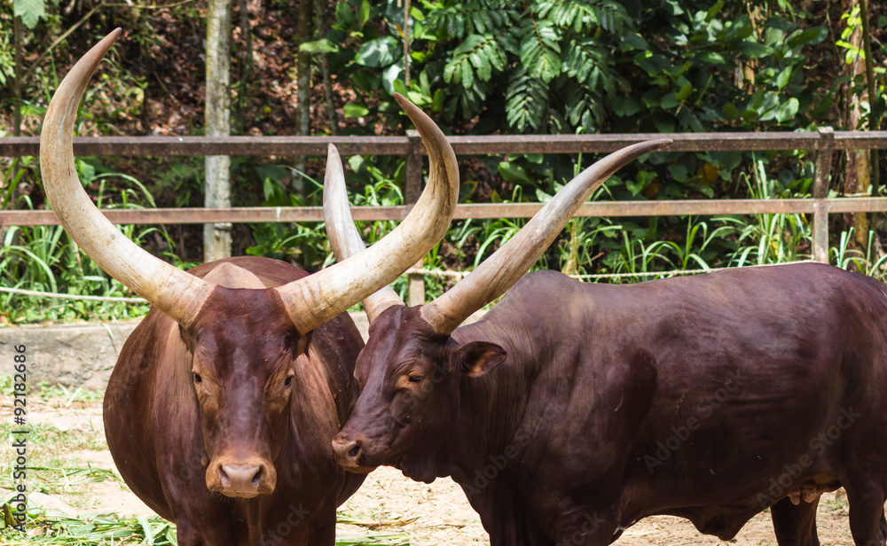 Two red African bulls Two red African bulls