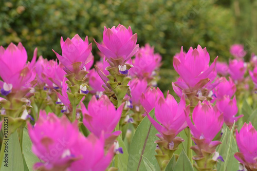 Curcuma alismatifolia  Siam tulip