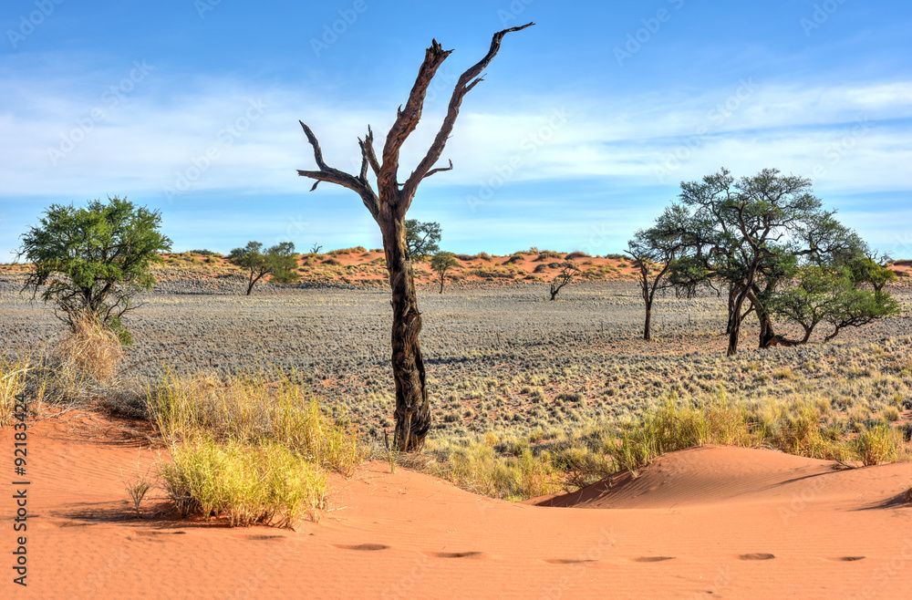 Desert Landscape - NamibRand, Namibia Desert Landscape - NamibRand, Namibia