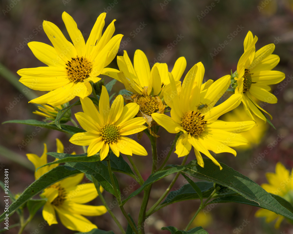 Wild Sunflowers Wild Sunflowers