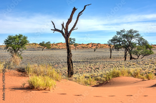 Desert Landscape - NamibRand  Namibia