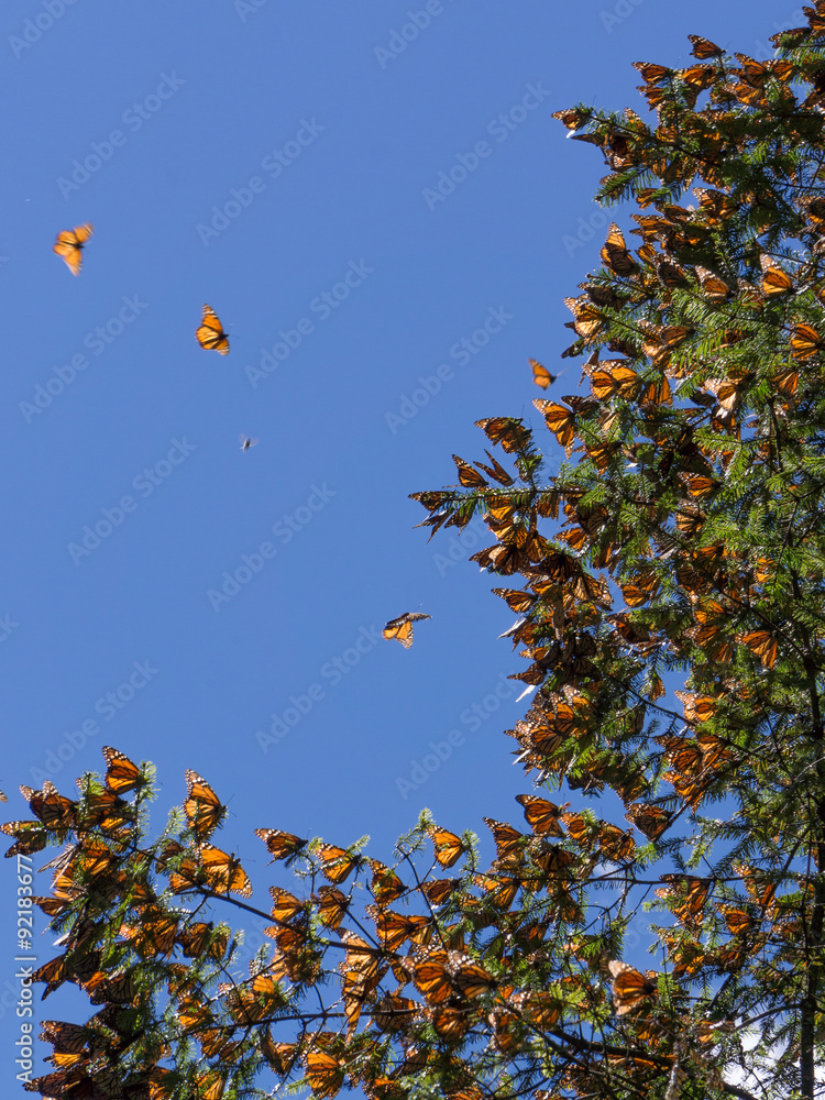 Naklejka premium Monarch Butterflies on tree branch in blue sky background in Michoacan, Mexico
